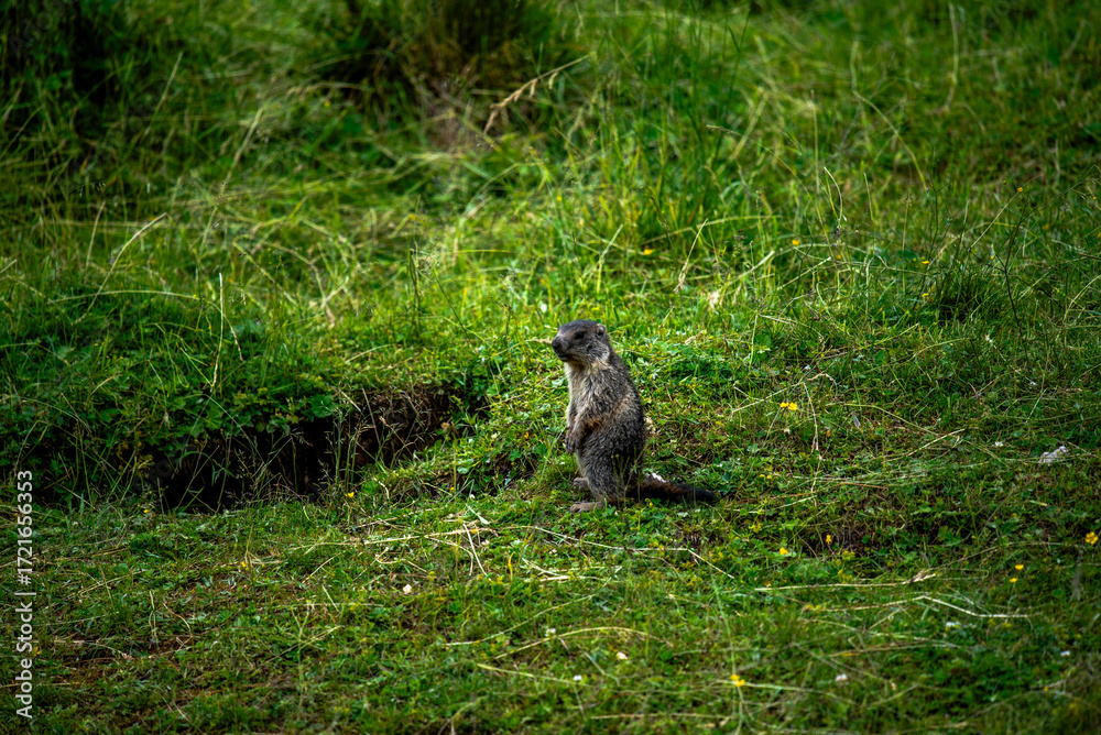 Naklejka premium 2024 07 20 Asiago marmot 28