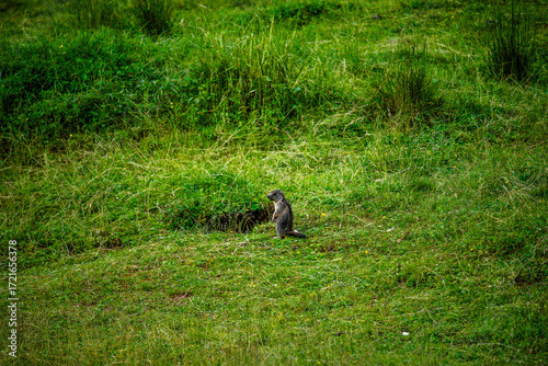 2024 07 20 Asiago marmot 27