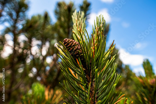 2024 07 20 Asiago pine cone 25