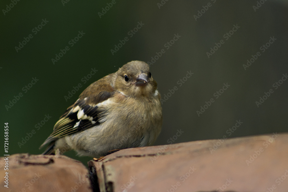 Fototapeta premium Portrait of a chaffinch in the park. Chaffinch on a wooden railing. Autumn atmosphere in the park with a chaffinch searching for seeds and food.