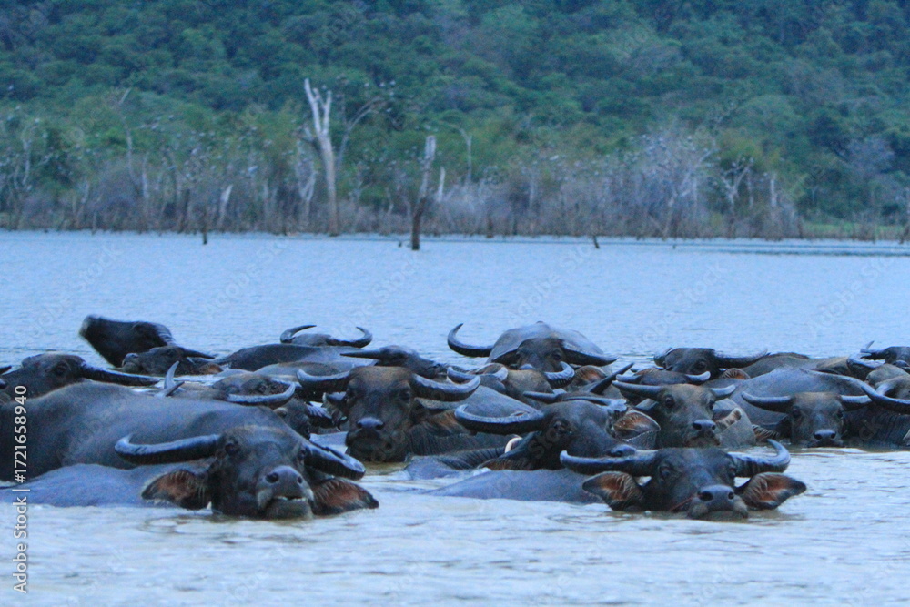 Fototapeta premium A herd of water buffalo grazing freely in the area of Phra Prong Reservoir. Srakaew province, THAILAND 