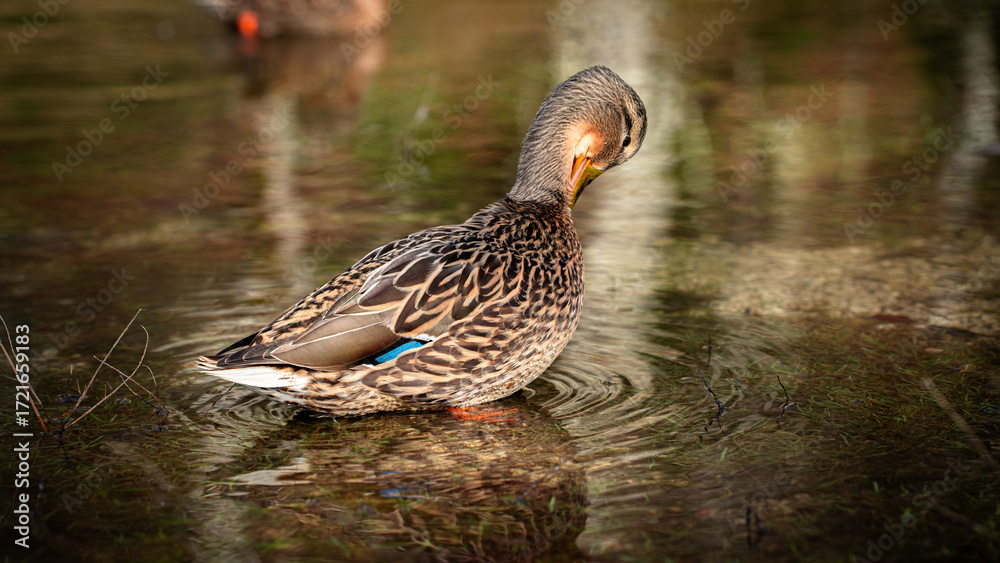 Fototapeta premium duck swimming in the water