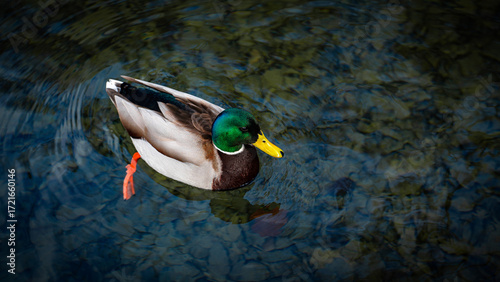 duck swimming in the water