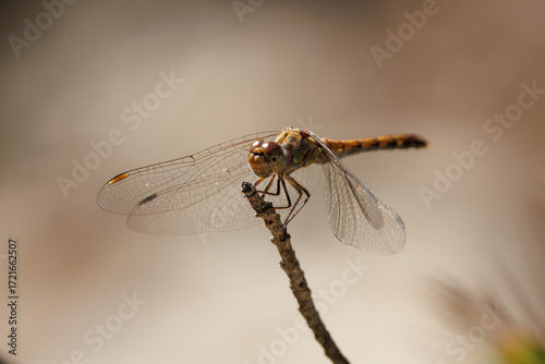 Libélula escarlata (Sympetrum fonscolombii) a contraluz posada en ramita del sotobosque, Alcoy, España