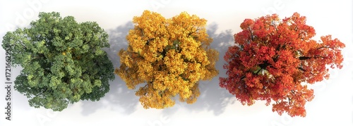 Top view of three trees in autumn colors on a white background, isolated