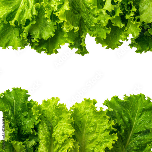 Fresh green lettuce leaves frame a black background