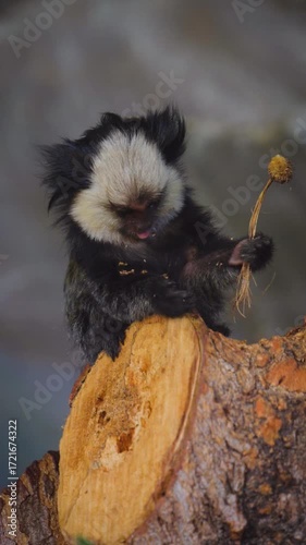 White-Headed Marmoset with Fruit on Tree Stump