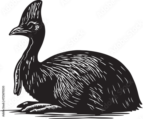 Detailed black and white illustration of a cassowary bird sitting down with its distinctive casque and plumage