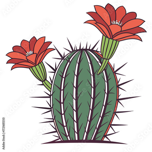 Spiky green cactus blossoms brightly, boasting vibrant red and coral flowers against a transparent backdrop