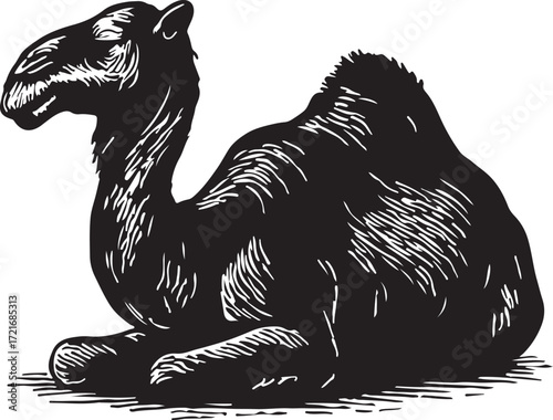 Vintage black and white illustration of a dromedary camel resting on the ground in a side profile view