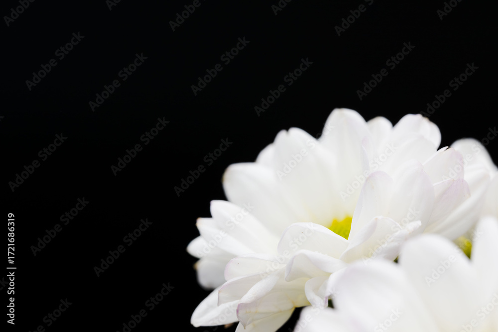 Fototapeta premium スプレーマムの白い花を黒背景でマクロ撮影03