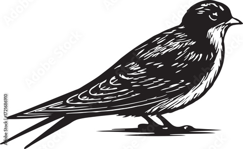 Detailed black and white woodcut illustration of a small songbird perched on a surface against a white background