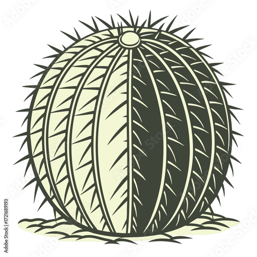 Spherical cactus with prominent ribs and sharp spines sits rooted in light ground