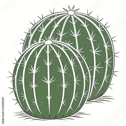 Two green barrel cacti stand closely together exhibiting sharp spines and ridges