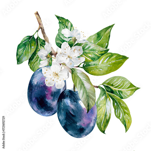 Plums on blooming branch with green leaves hand drawn watercolor illustration isolated on white background. Ripe fresh prunes bright clipart for food, culinary, harvest, garden design, packaging, menu