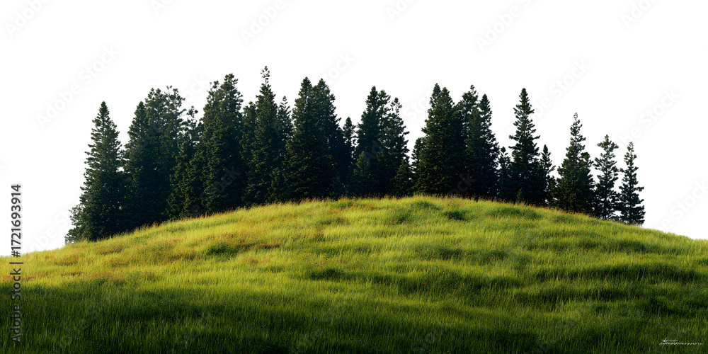 Fototapeta premium forest in the morning