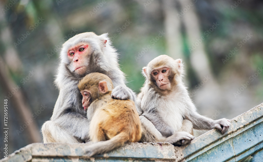 Naklejka premium Short-tailed macaques at Bala Monkey Mountain in Fengshan County, Hechi, Guangxi
