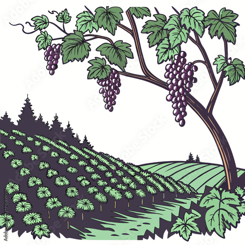 Ripe purple grapes hang from a vine overlooking a lush vineyard on a rolling hillside