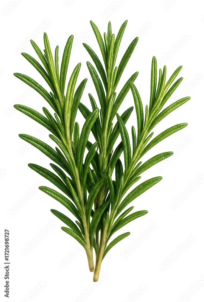 Fototapeta premium Fresh rosemary sprigs.