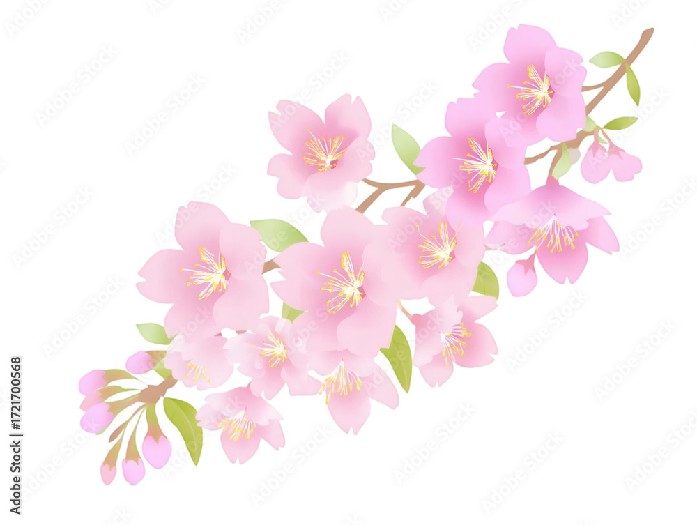 Naklejka premium Pink cherry blossom branch floral illustration isolated on transparent background 