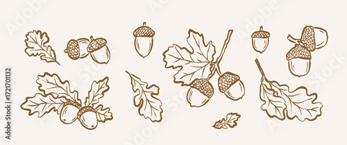 Hand drawn doodle oak branches and acorns