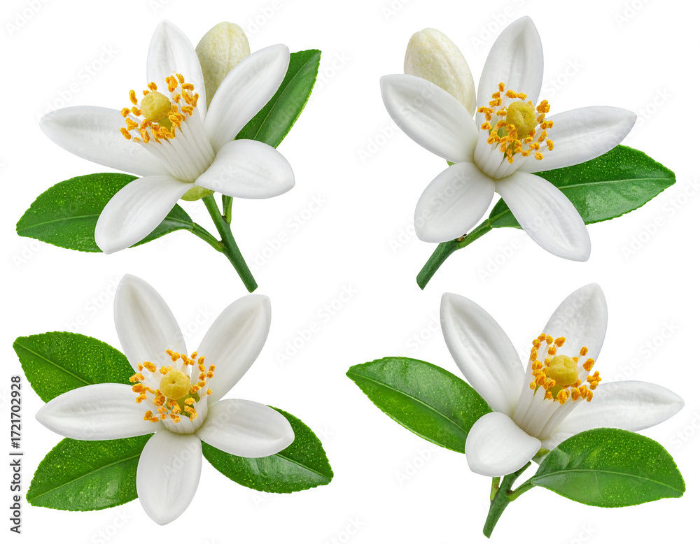 Fototapeta premium Four vibrant citrus blossoms, meticulously arranged. Each flower displays delicate white petals surrounding a cluster of golden stamens. 