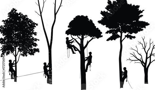 Silhouetted arborists climbing and trimming trees, tree care workers, forest maintenance, outdoor landscaping, safety gear, tree pruning, urban forestry, professional tree climbers