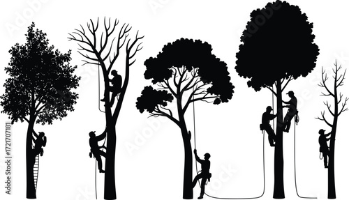 Silhouetted arborists climbing and trimming trees, tree care workers, forest maintenance, outdoor landscaping, safety gear, tree pruning, urban forestry, professional tree climbers