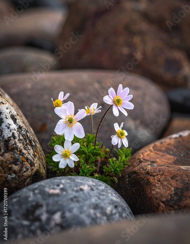 Tiny white flowers nestled amongst rocks