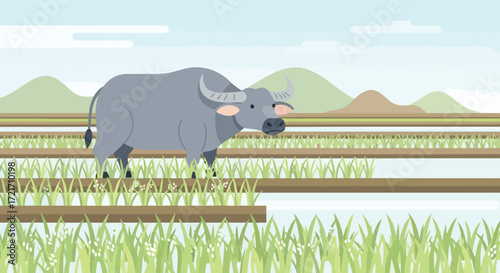 Water buffalo grazing in a rice paddy field A tranquil scene of rural life and agriculture