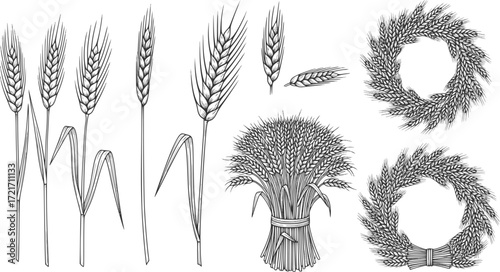 Wheat or barley ears. Harvest wheat grain, growth rice stalk and bread grains isolated vector set. Harvest wheat grain, growth rice stalk and whole bread grains. Agriculture. EPS version.