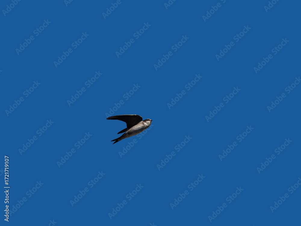 Fototapeta premium Flying swift isolated on blue background