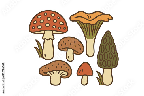 Stylized collection of diverse wild mushrooms featuring toadstools, chanterelles, and morels in natural colors