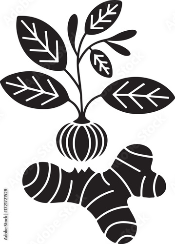 Botanical Plant and Ginger Root Vector Illustration on Transparent Background for Culinary and Health Themes