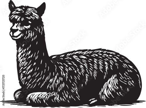 Detailed black and white woodcut illustration of a fluffy alpaca resting peacefully on a white background