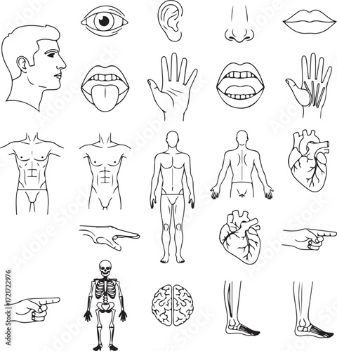 Human Anatomy And Body Parts Line Drawings illustration