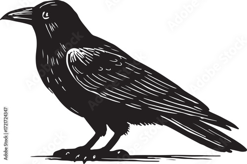 Detailed black ink illustration of a raven perched on a white background with a stark and graphic artistic style