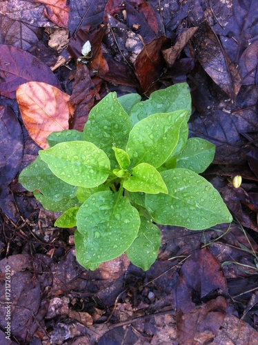 Seedling in the Forest