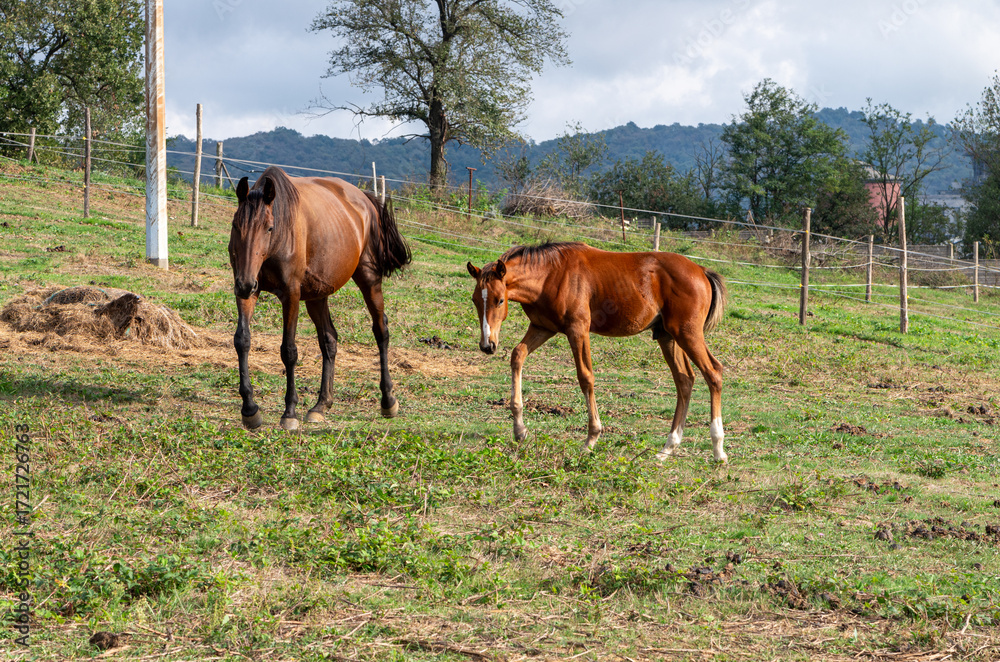 Obraz premium animali