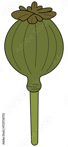 Poppy Seed Capsule