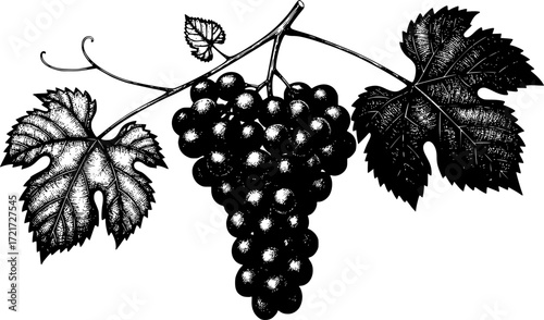 Detailed black and white sketch of grape cluster with leaves, botanical illustration. Vector illustration