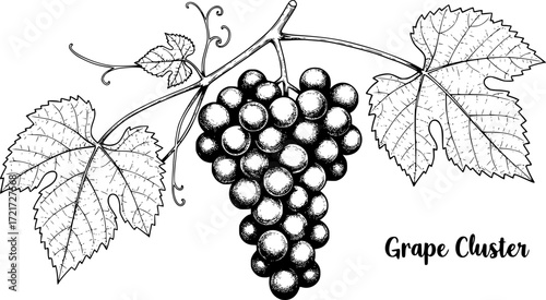 Detailed black and white sketch of grape cluster with leaves, botanical illustration. Vector illustration