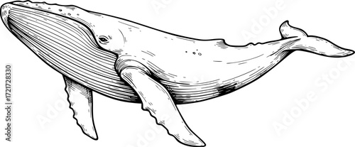 Line drawing of a majestic humpback whale with intricate details. Vector illustration