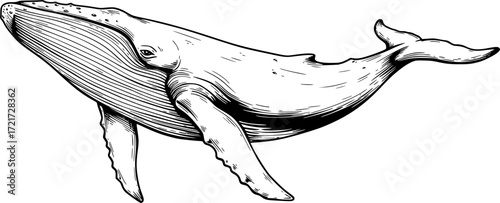 Line drawing of a majestic humpback whale with intricate details. Vector illustration