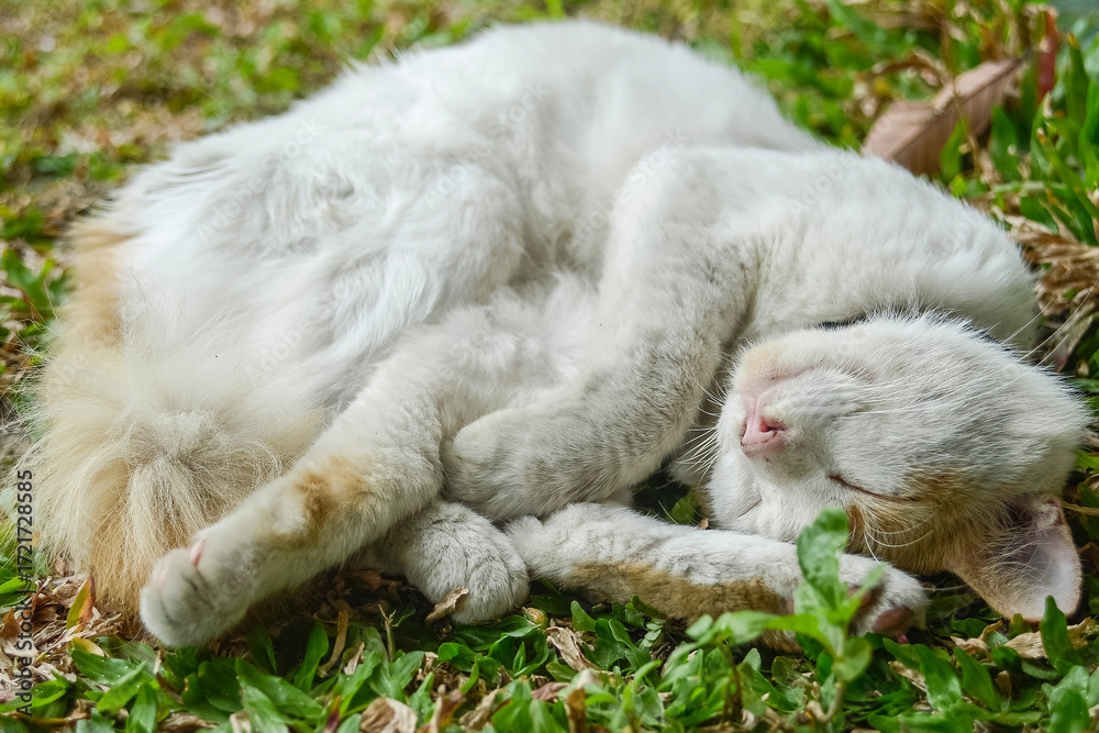 Naklejka premium Cats, also known as domestic cats or house cats, are a type of carnivorous mammal in the family Felidae. The word 