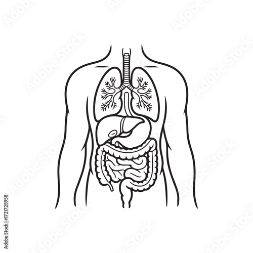 Diagram of human internal organs including lungs liver and intestines isolated on white background