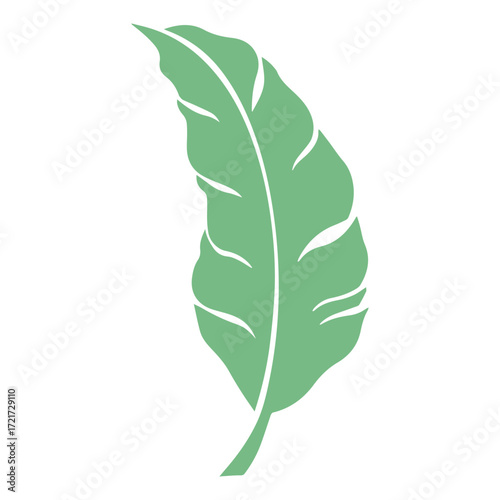 Illustration of a single green banana leaf with visible veins on a white background isolated element