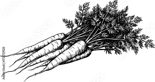 Black and white sketch of a bunch of carrots with detailed leaves, hand-drawn style. Vector illustration