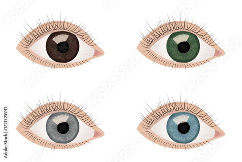 Set of Human Eyes in Different Colors. Brown, Blue, Green, Gray. Anatomical Vector Illustration