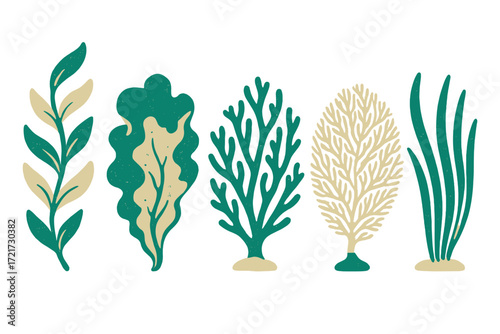 Stylized collection of diverse underwater plants and marine algae with textured details on a clean white background